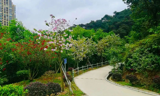 四会市飞鹅岭森林公园二期道路绿化